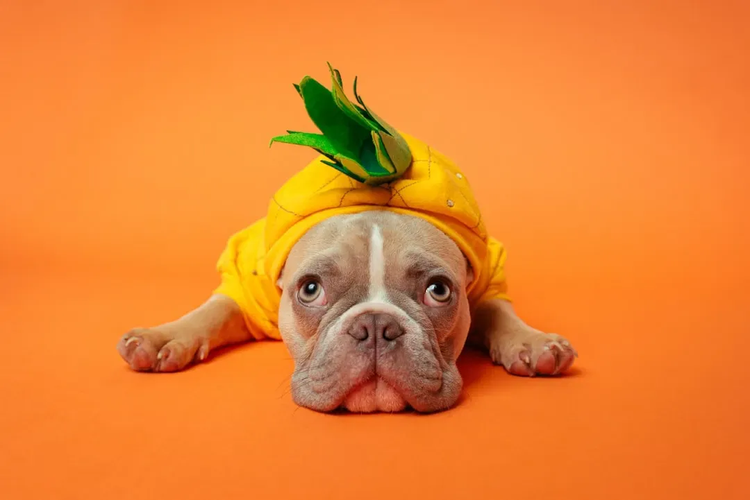 French Bulldog: Adorable and Dangerously Heat-Sensitive (Image Credits: Unsplash)