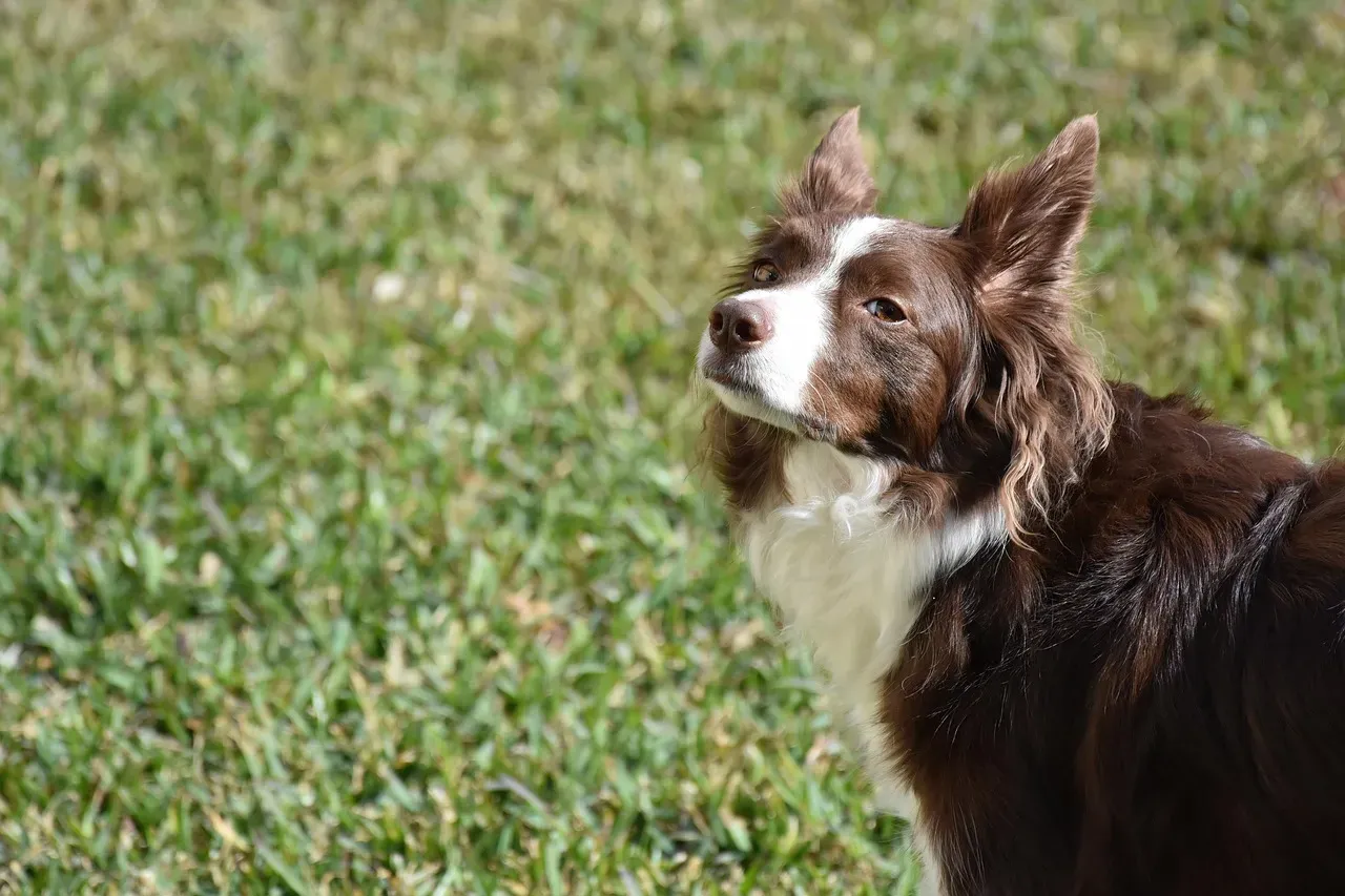 Inside the Social Brain: Hormones, Emotions, and the Human–Dog Bond (Image Credits: Pixabay)