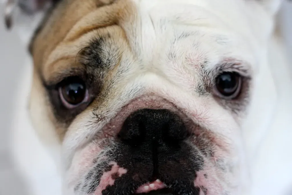 Conclusion: That Look Means More Than You Think (matryosha, Flickr, CC BY 2.0)