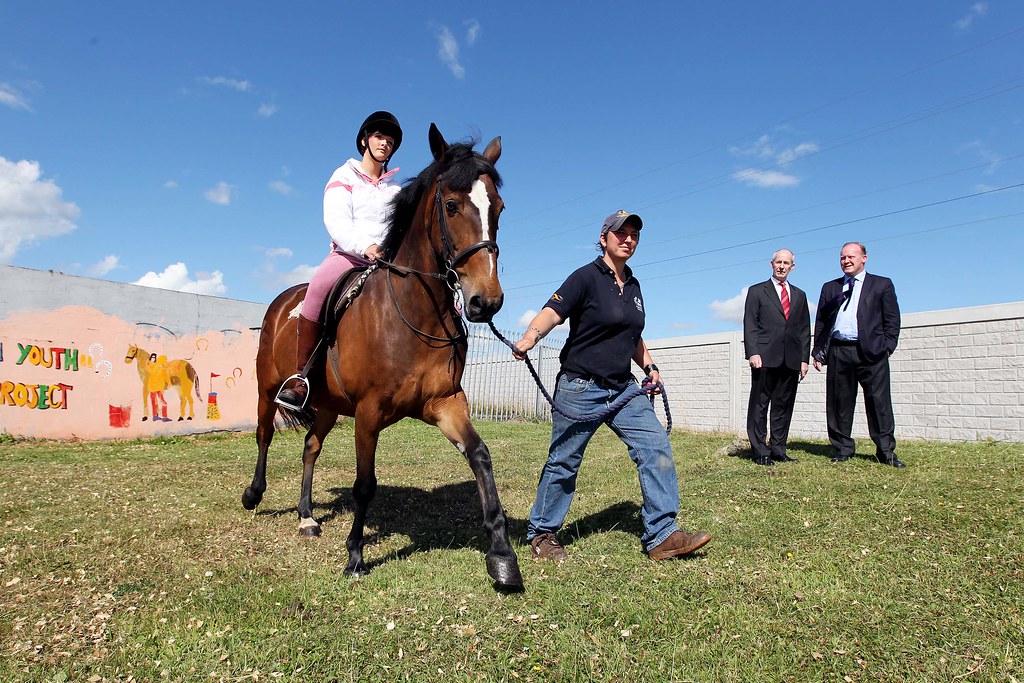 The Role of Equipment in Horse Welfare (Image Credits: Flickr)