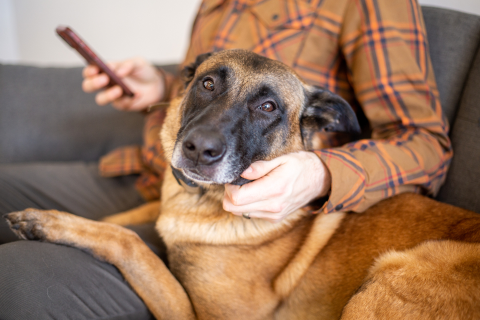 Gentle Licking Instead of Slobbery Kisses (Image Credits: Stocksnap)