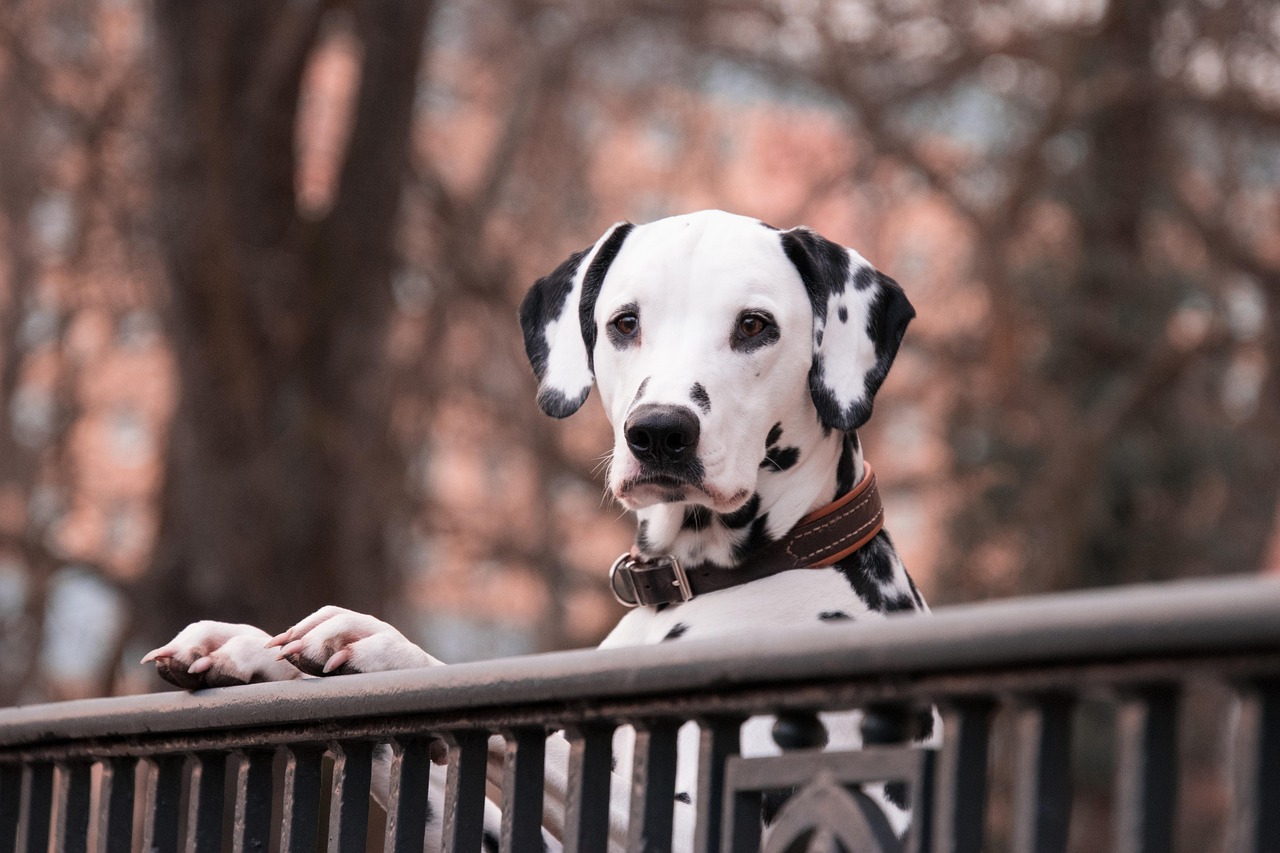 Dalmatian: The Spotted Handful (Image Credits: Pixabay)