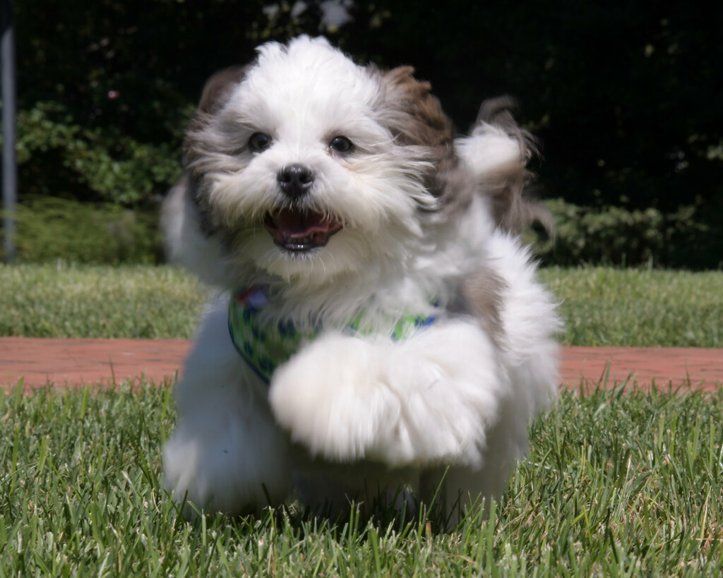 They Greet You Like You're Their Whole World (Image Credits: Flickr)