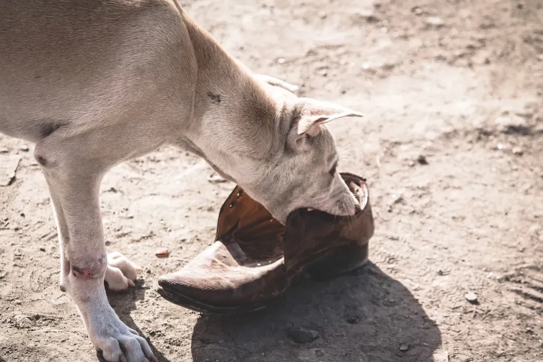 Steps to Protect Your Footwear (Image Credits: Unsplash)
