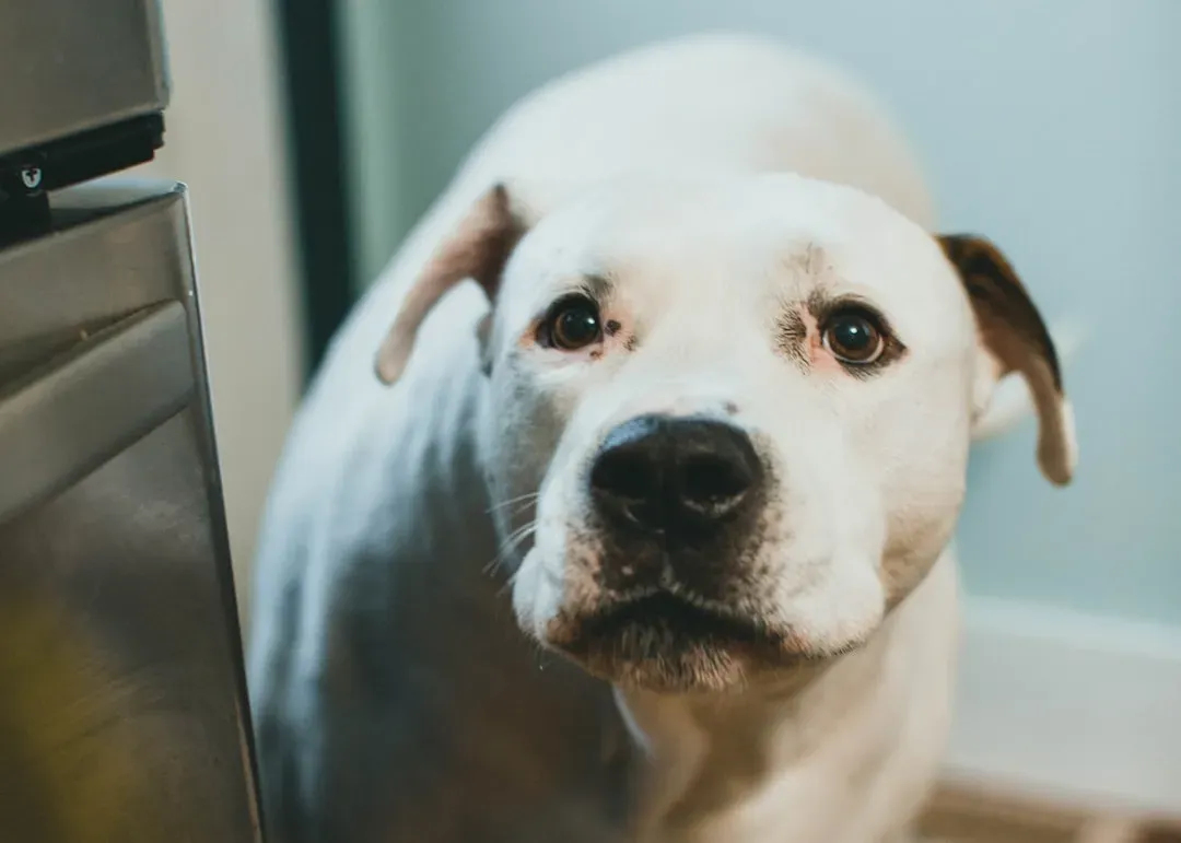 Confusion #3: Being Scolded After the Fact (Image Credits: Unsplash)