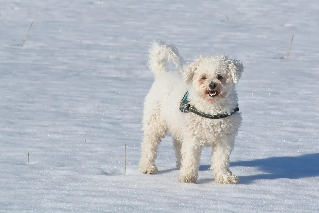Bichon Frise (Image Credits: Pixabay)