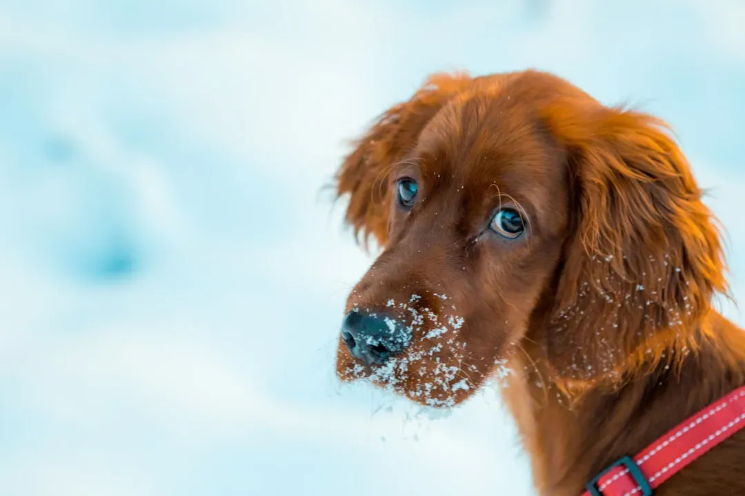 #10 - Complete Freezing or Sudden Stillness Precedes Many Bites (Image Credits: Unsplash)
