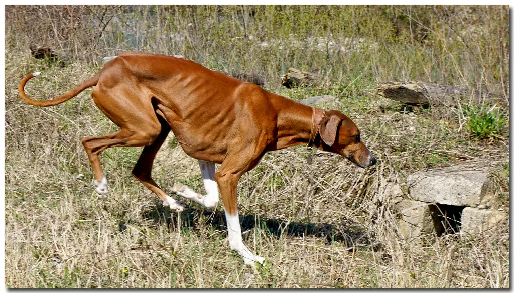 #4: The Azawakh - The Desert Sighthound That Bonds Deeply and Enduringly (Franco Vannini, Flickr, CC BY 2.0)
