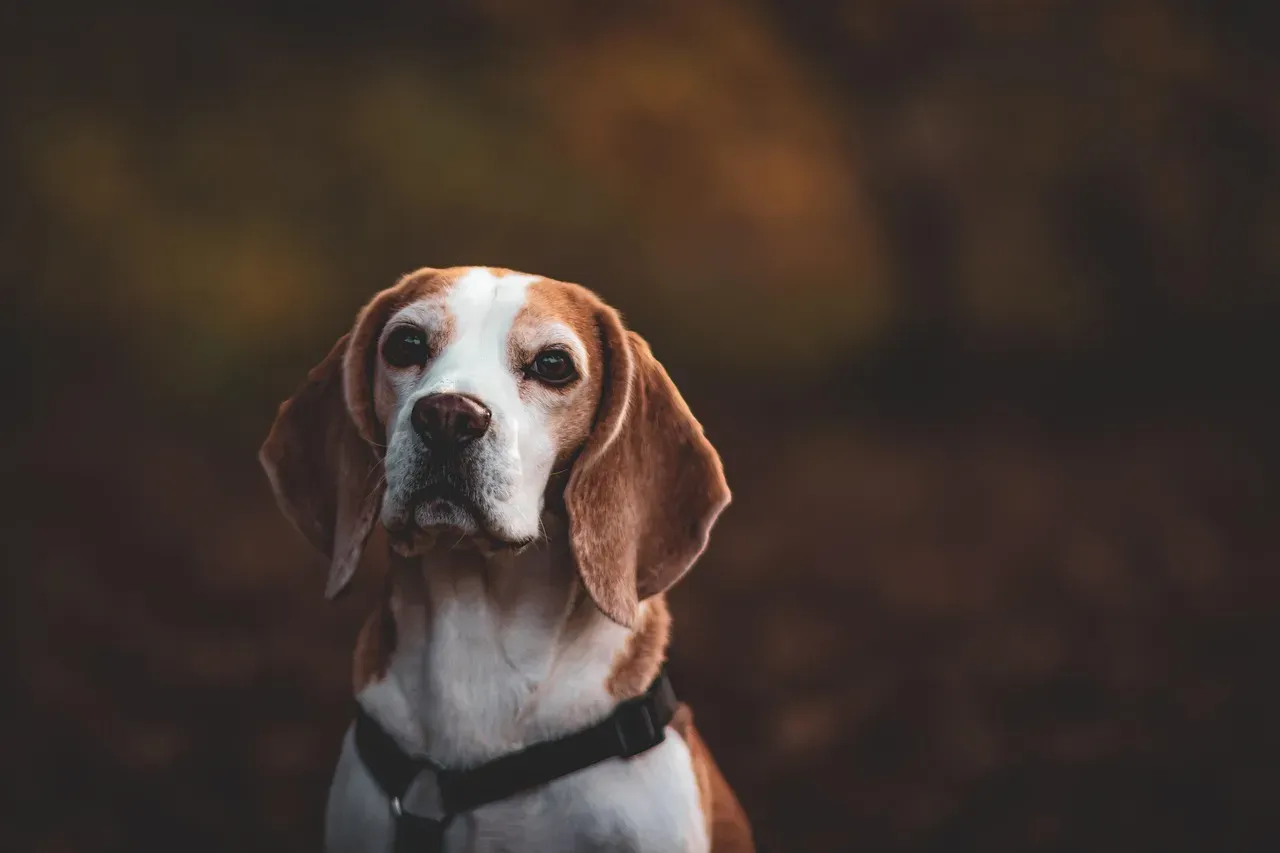 5. Beagle: The Merry Hound With Miles to Go (Image Credits: Pixabay)