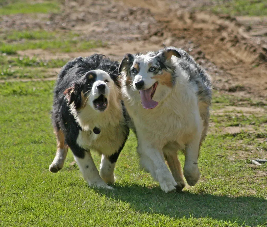 13. Australian Shepherd: The Herder That Can't Switch Off (carterse, Flickr, CC BY-SA 2.0)
