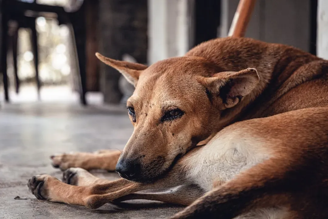 5. Refusing Food, Water, Or Even Once-Irresistible Treats (Image Credits: Unsplash)