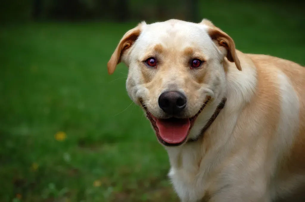 The One Profound Way Dogs Truly Connect: The Mutual Gaze and the Oxytocin Loop (dog smiles 2, CC BY-SA 2.0)