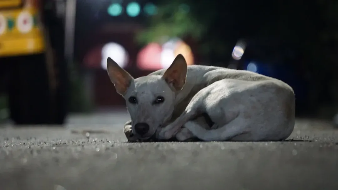 The Hidden Culprits Disrupting Your Dog's Nighttime Rest (Image Credits: Unsplash)