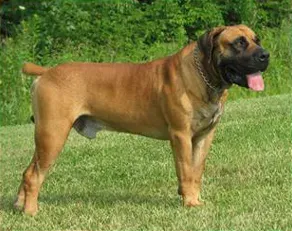 Boerboels (Image Credits: Wikimedia)