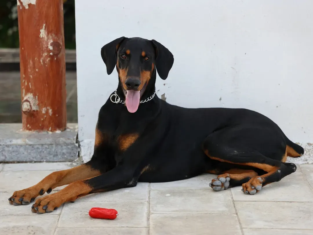 3. Doberman Pinscher (Image Credits: Unsplash)