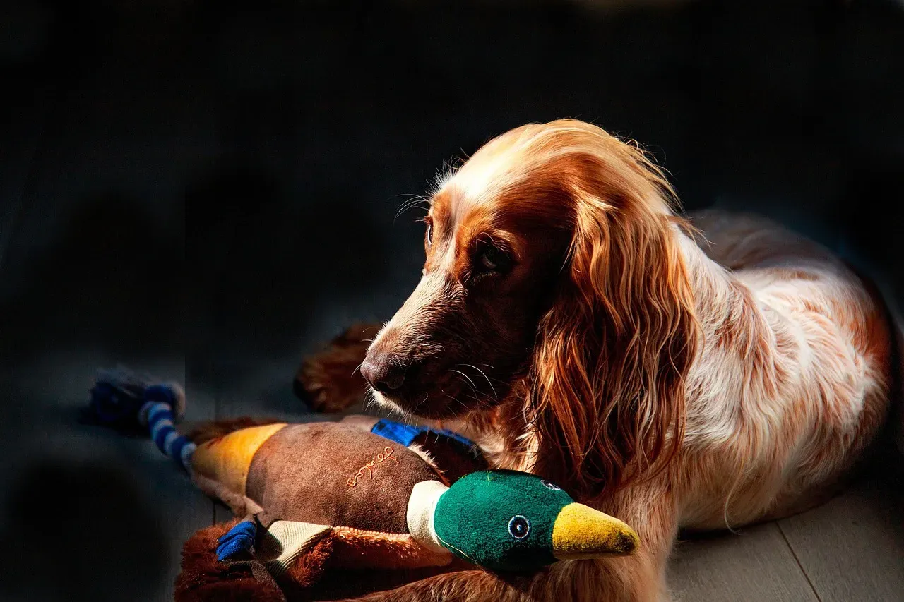 Cocker Spaniel: The Gentle Comforter (Image Credits: Pixabay)