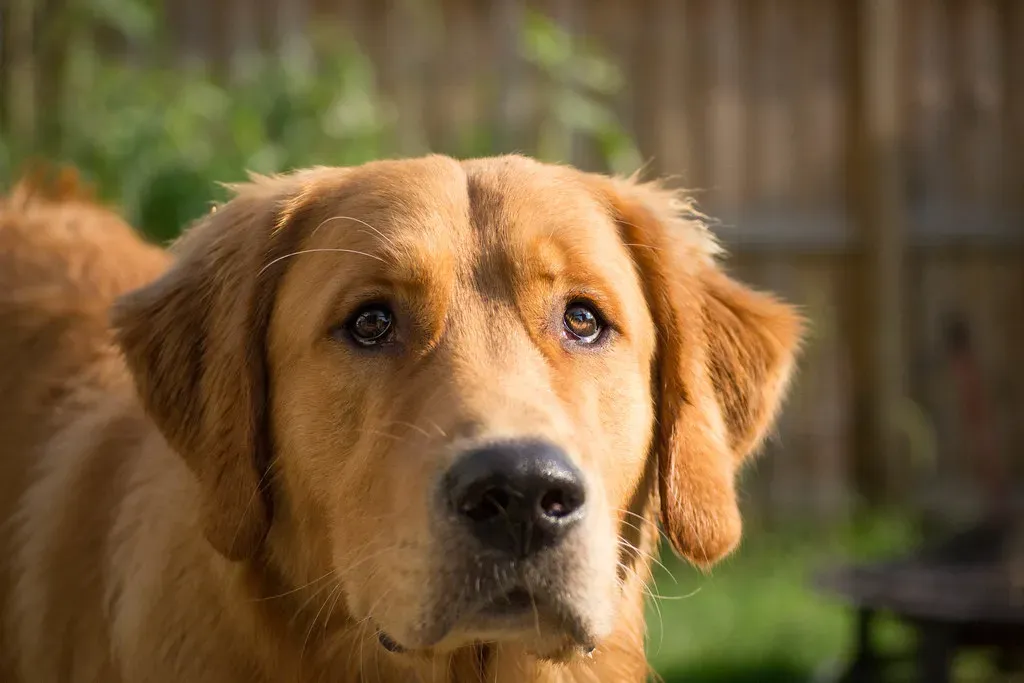 When Behaviors Signal Something Deeper: Listening to the Body Language (Lauren Pollock, Flickr, CC BY-SA 2.0)