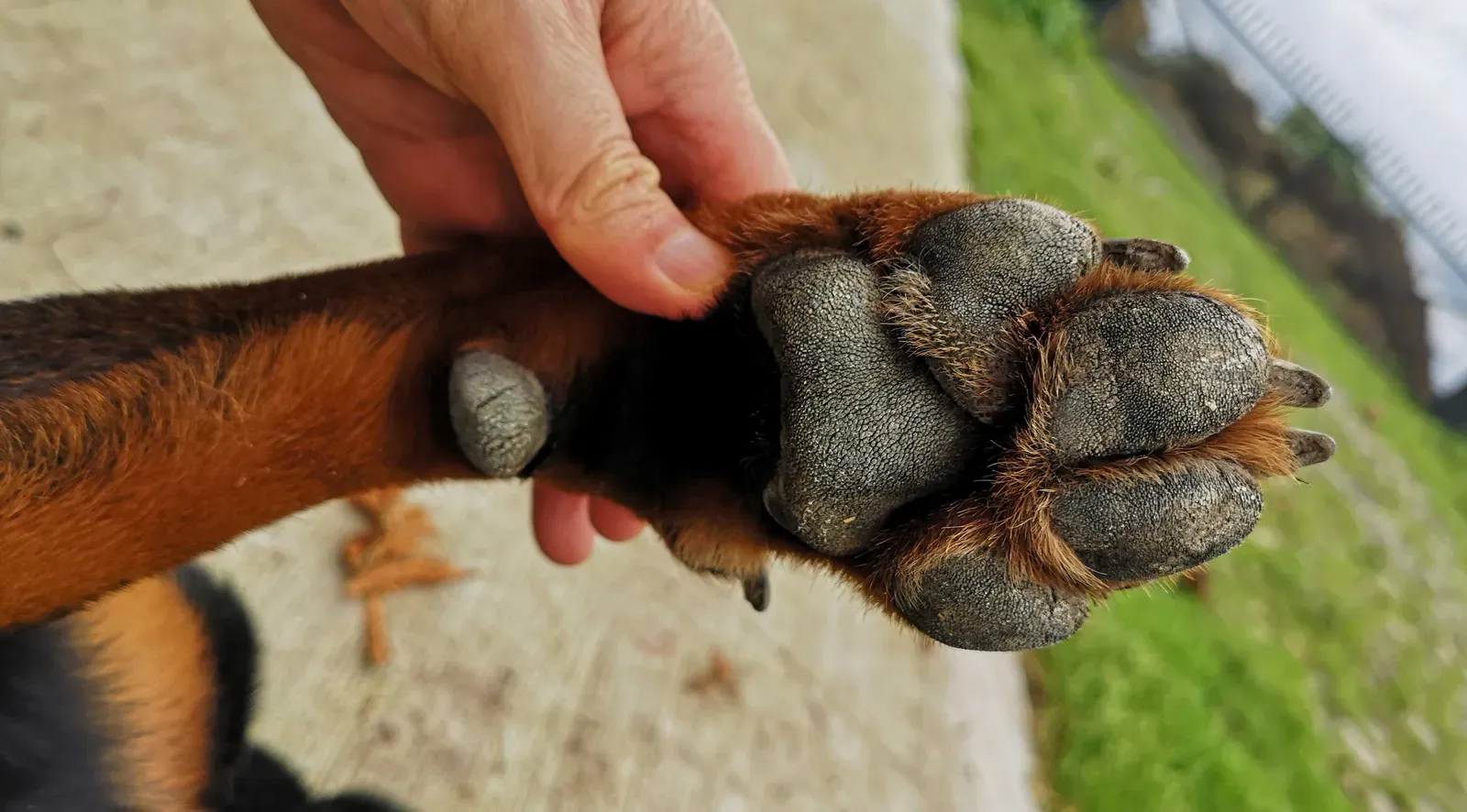 Mastering the Art of Paw Inspections (By Julián Monge-Nájera, CC BY-SA 4.0)