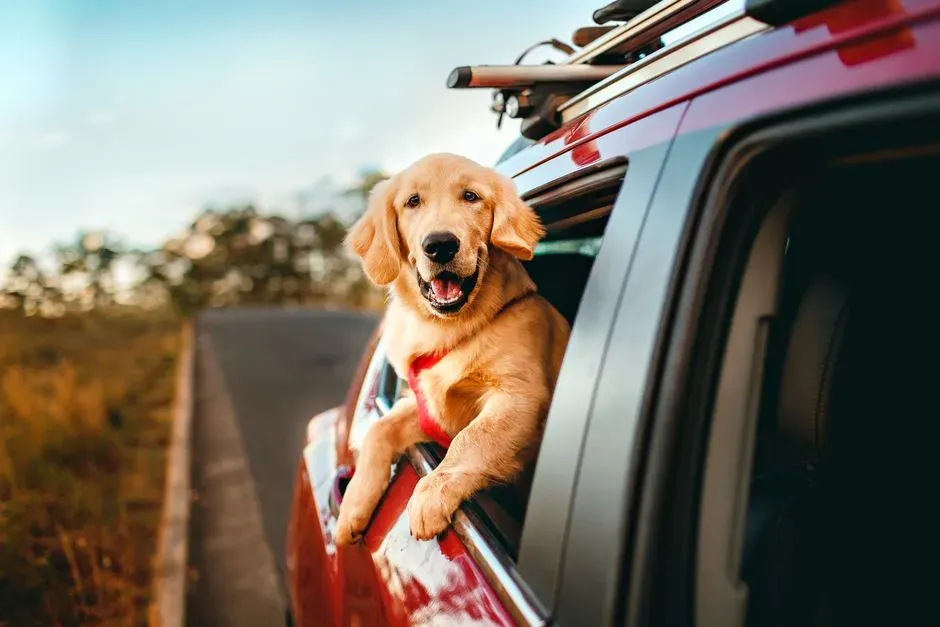5. Car Rides And The Mystery Of “Where Are We Going?” (Image Credits: Pexels)