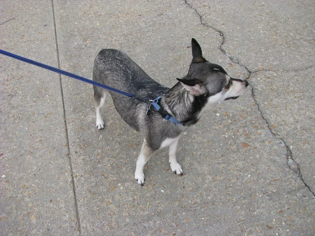 Ignoring Your Dog's Body Language (Image Credits: Flickr)