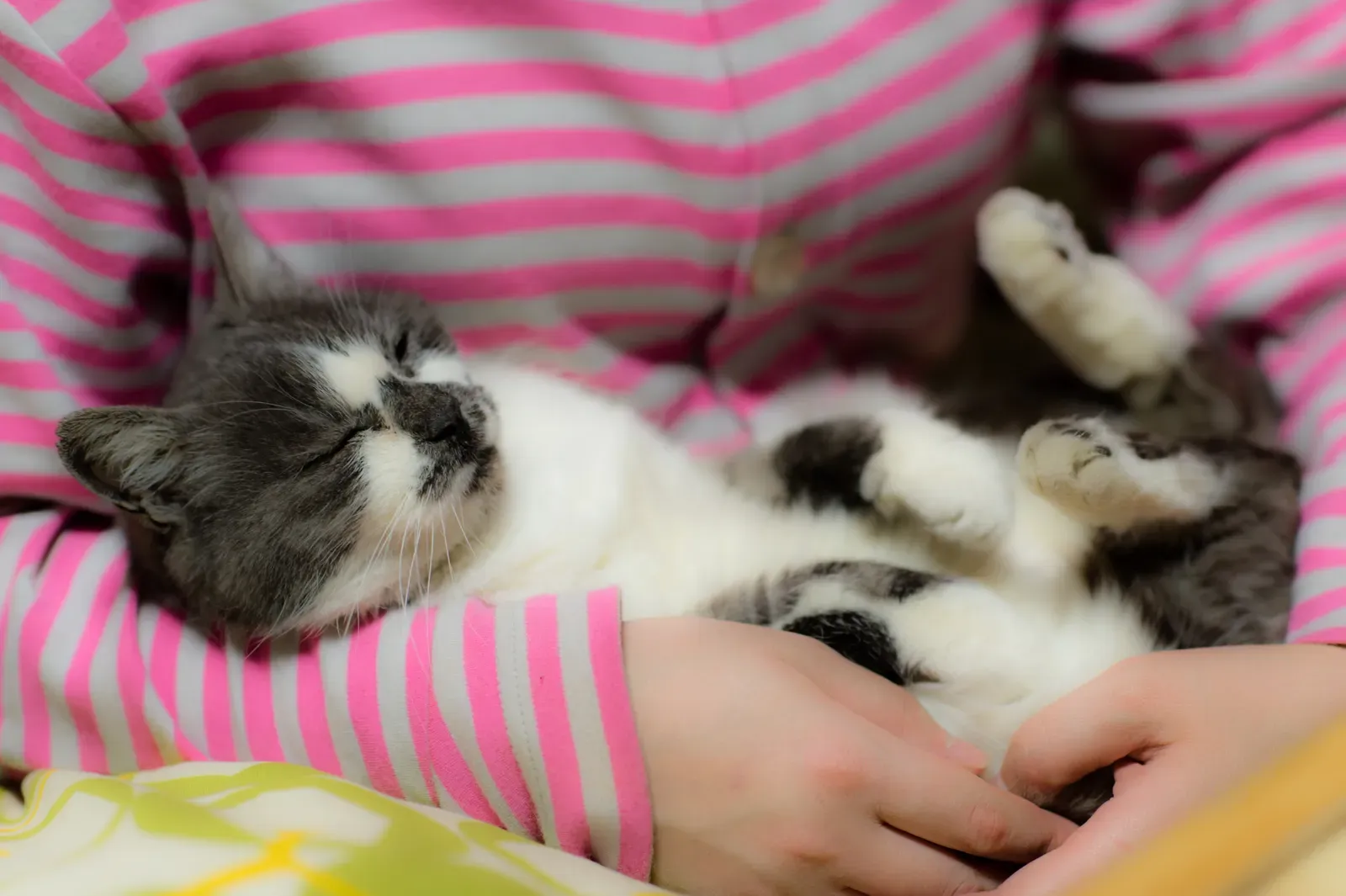 Conclusion (Image Credits: Wikimedia)