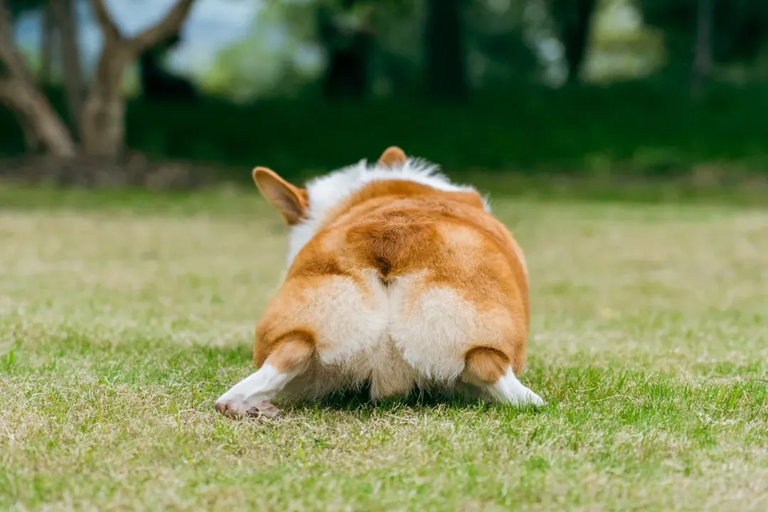 #5 - The Soft, Unsteady Back Legs That "Come And Go" (Image Credits: Unsplash)