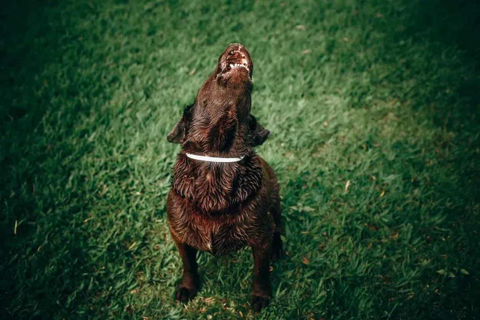 Releasing Long, Low Howls at Odd Hours (Image Credits: Pexels)