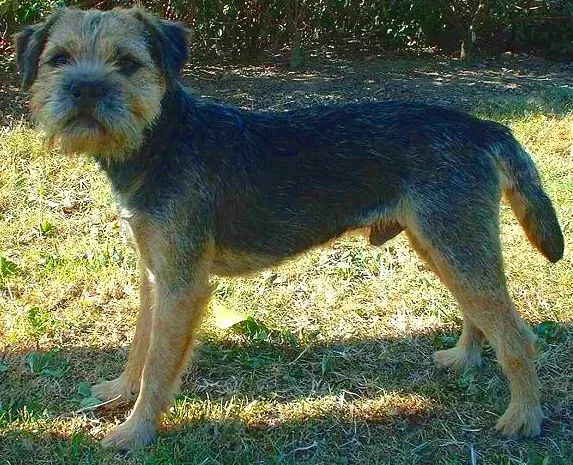 3. The Border Terrier: Small Dog, Enormous Heart (Image Credits: Wikimedia)