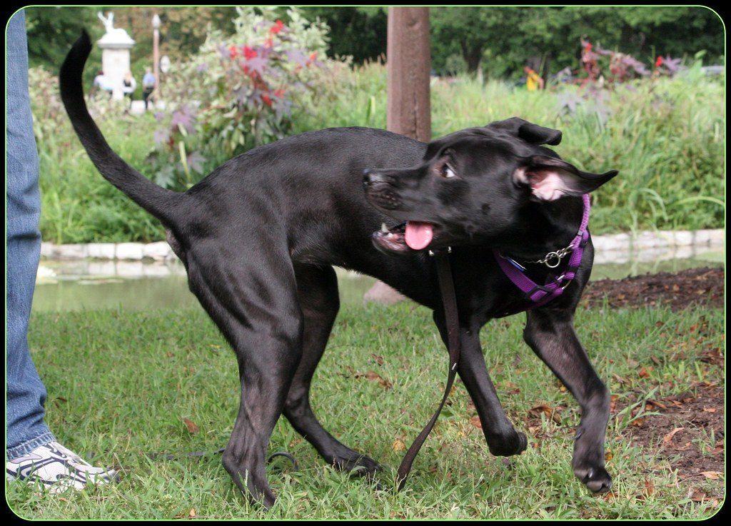 The Delightful Spin (Image Credits: Flickr)