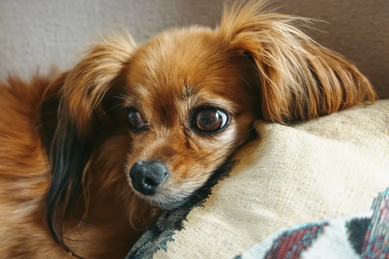 Sagittarius and Needy Lap Dogs: Freedom Versus Clinginess (Image Credits: Pixabay)