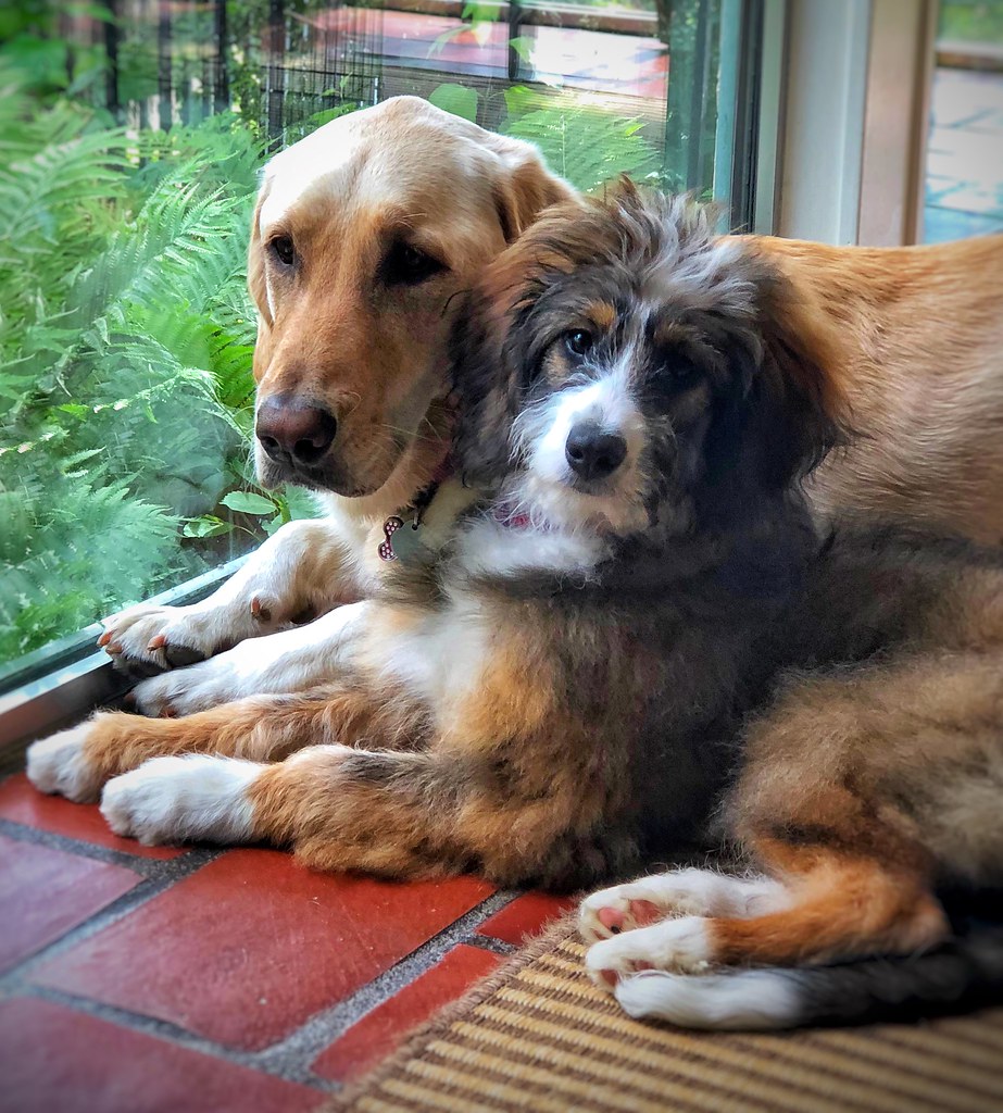 Bernese Mountain Dog (Image Credits: Flickr)