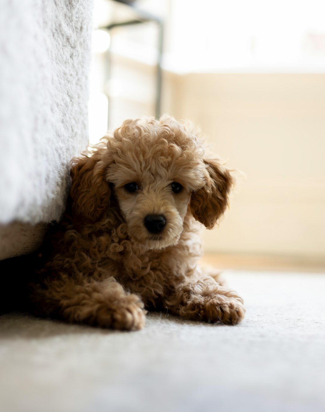 Toy Poodle: The Intelligent Snuggler (Image Credits: Unsplash)