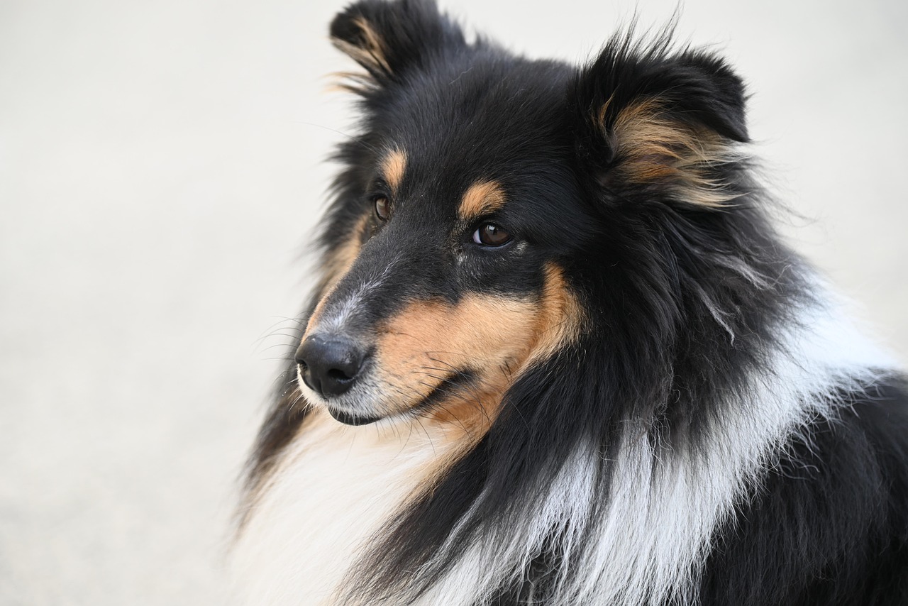 The Shetland Sheepdog: The Devoted Pupil (Image Credits: Pixabay)