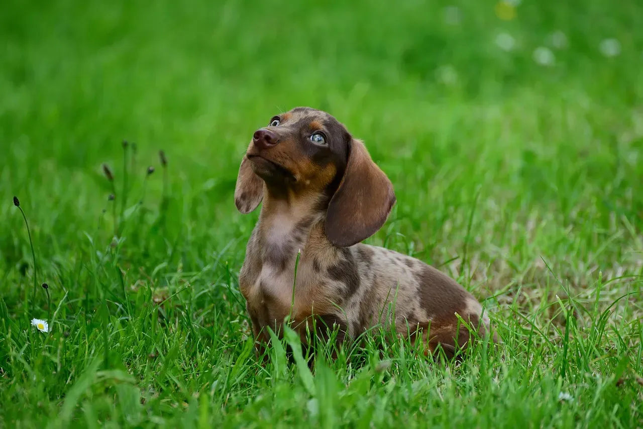 4. Dachshund – Tiny Body, Giant Feelings (Image Credits: Pixabay)