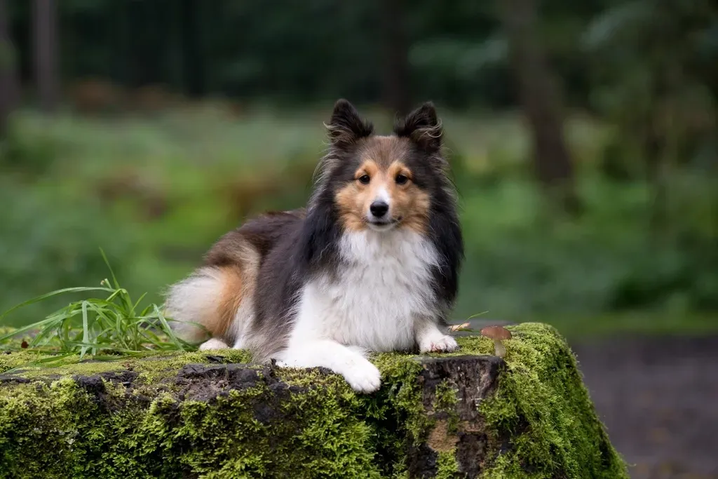 5. Shetland Sheepdog (Sheltie) - The Sensitive Superstar (Image Credits: Rawpixel)
