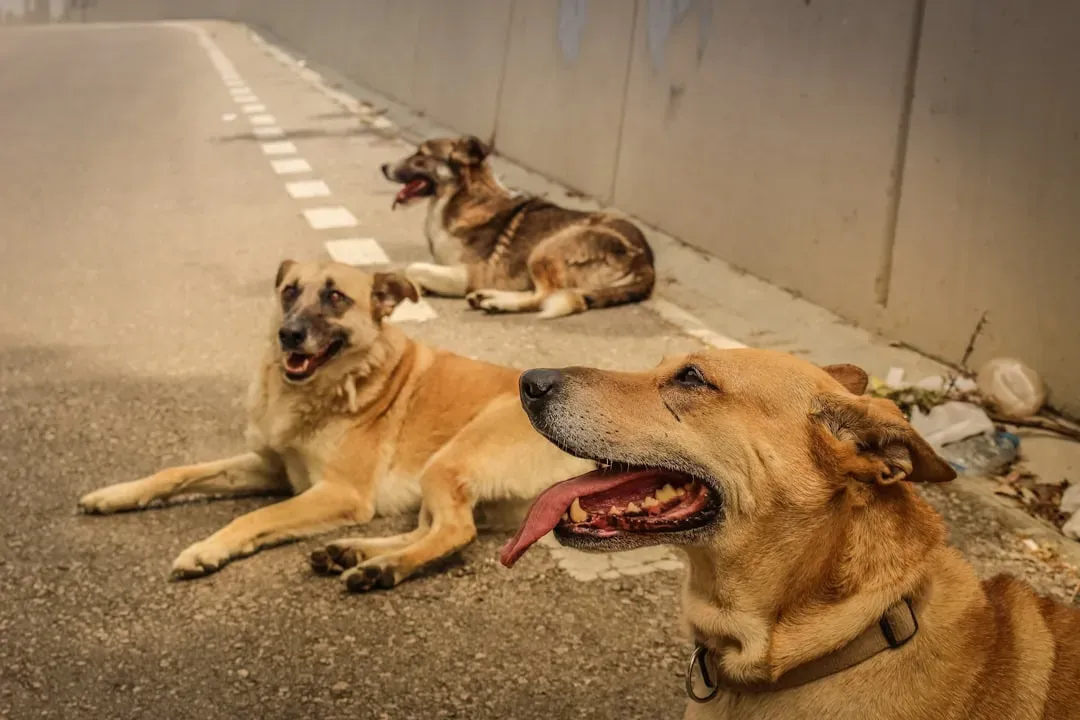 Reason 1: Your Dog’s Pack Instinct Says “Stay Together” (Image Credits: Unsplash)