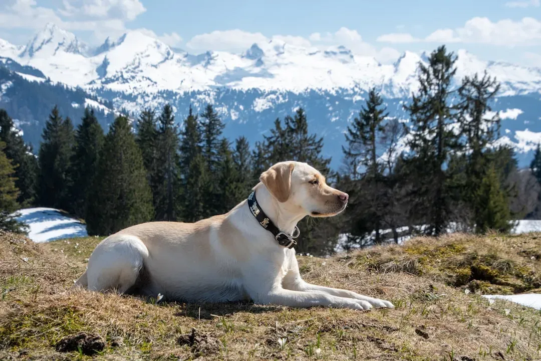 12. Labrador Retriever – Affectionate and People‑Focused (Image Credits: Unsplash)