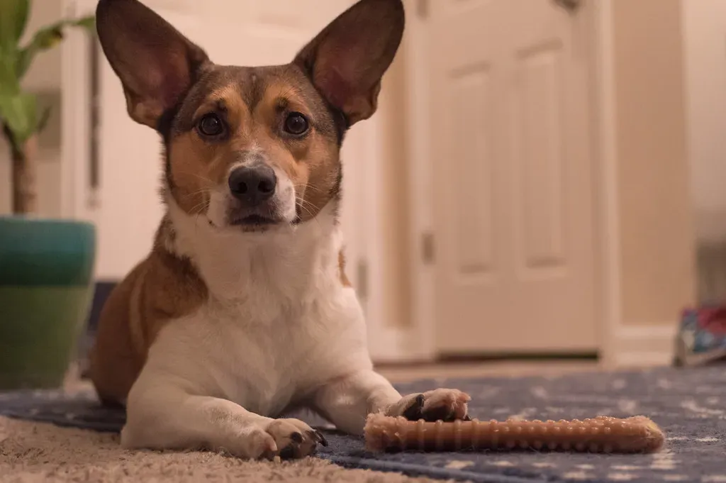 #4: The Bathroom Is a Sensory Wonderland for Dogs (Scott Akerman, Flickr, CC BY 2.0)
