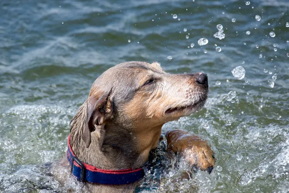 5. River - For the Free-Spirited Dog Who Never Sits Still (Image Credits: Pexels)