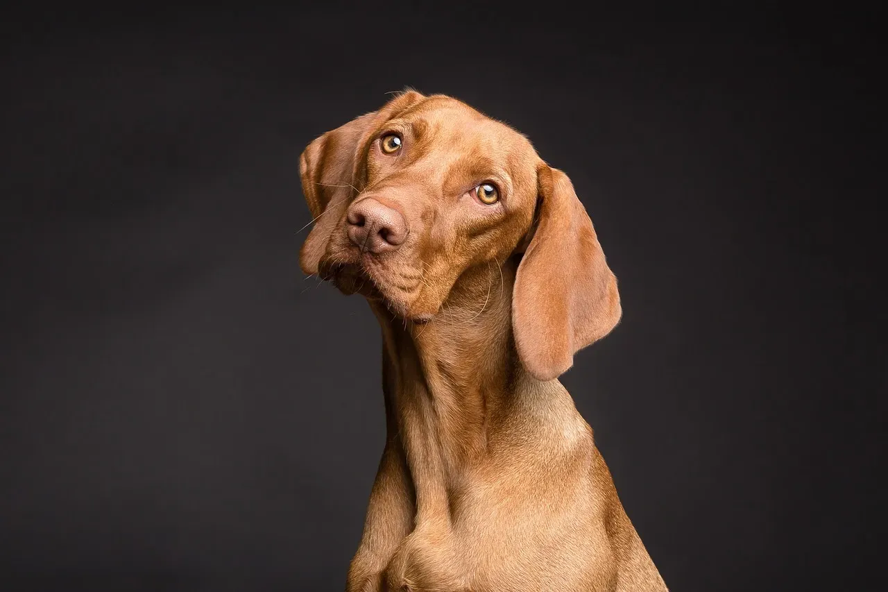 From Head Tilts to Heartbreak: Everyday Signs Your Dog Is Reading You (Image Credits: Pixabay)