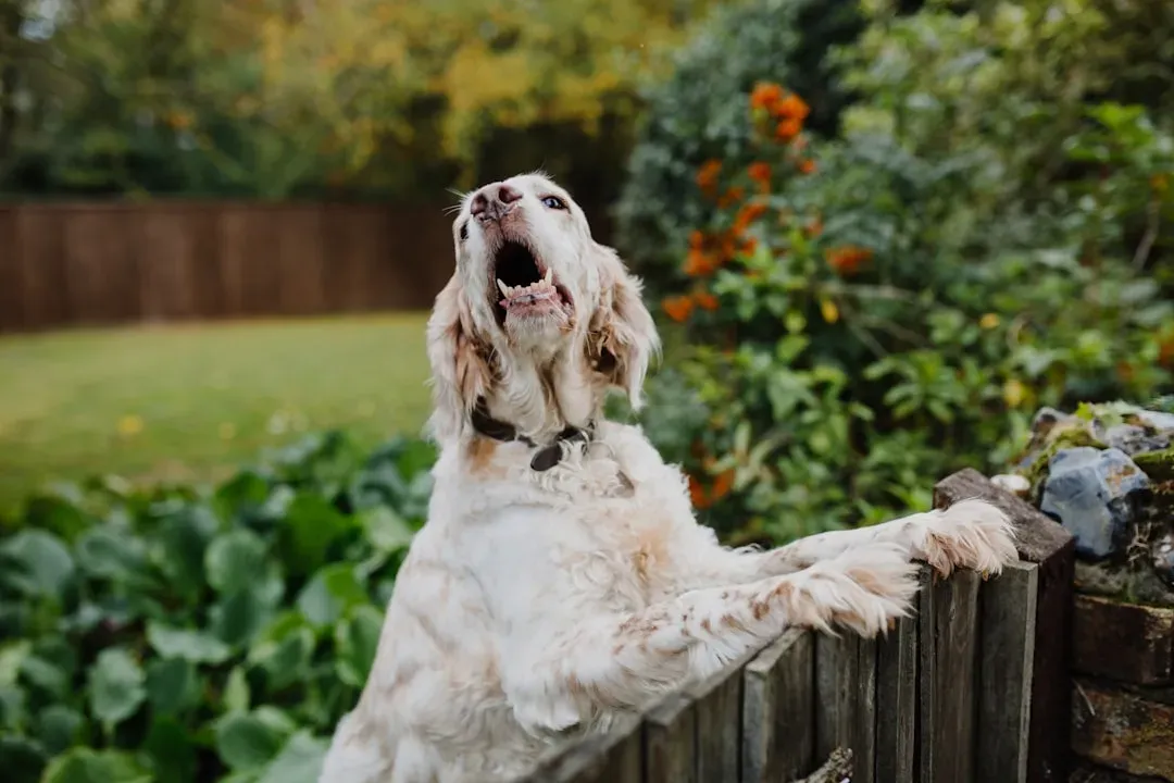 Yelling Makes Barking Worse (Image Credits: Unsplash)