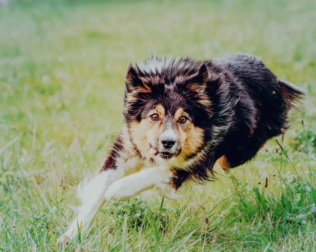 Border Collie: The Workaholic Genius (Image Credits: Unsplash)