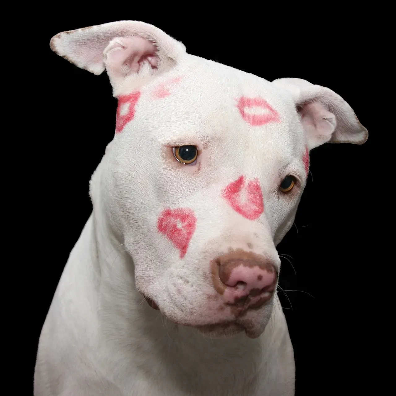 #1 - Pit Bull Terrier (Image Credits: Pixabay)