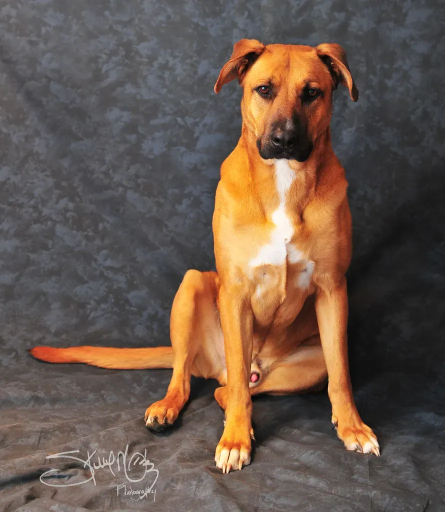 Their Tail Wags to the Right When They See You (Image Credits: Flickr)