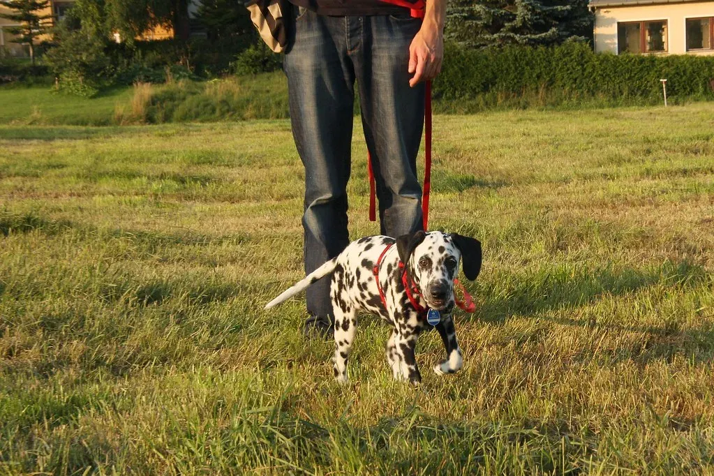 Making the Transition From Pads to Outdoors (blumenbiene, Flickr, CC BY 2.0)