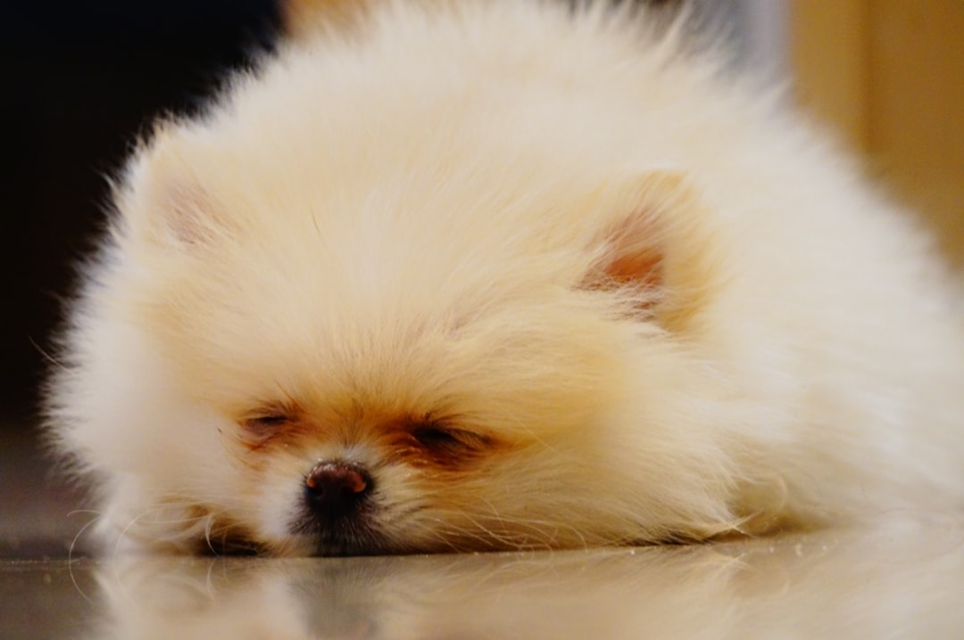 Shichon (Image Credits: Unsplash)