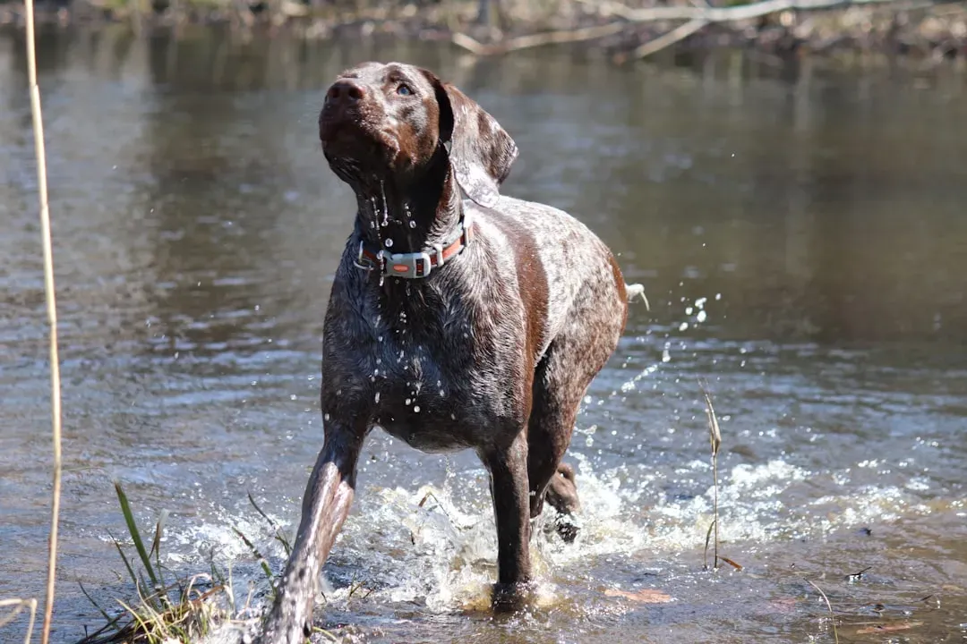 9. German Shorthaired Pointer: California's Active Breed on the Rise (Image Credits: Unsplash)