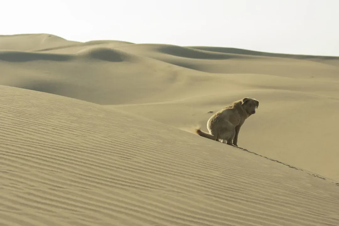 Conclusion: Breed Choice Is an Act of Love (Image Credits: Unsplash)