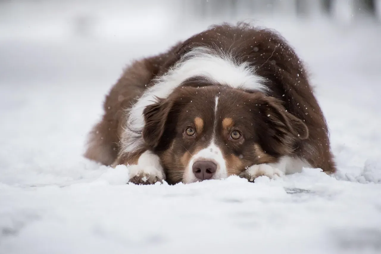 #8 - The Ability to Simply Lie Down and Rest (Image Credits: Pixabay)