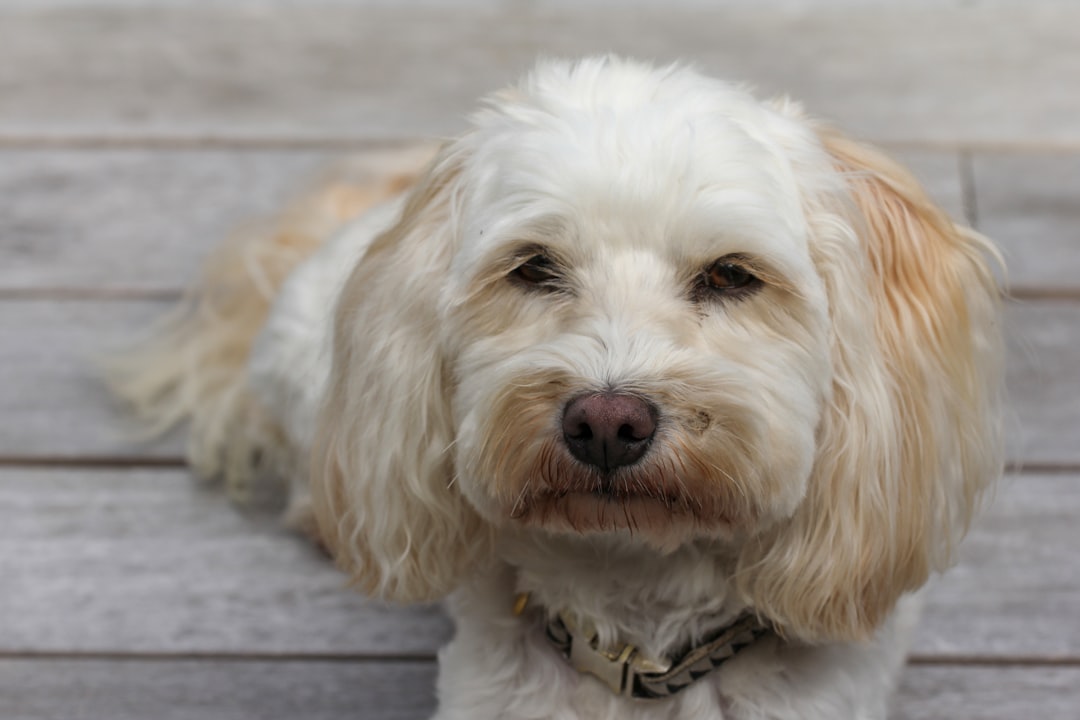 A Wet Nose Always Means Good Health (Image Credits: Unsplash)